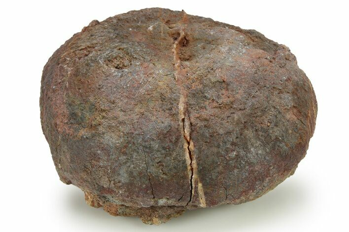 Silurian Fossil Crinoid (Scyphocrinites) Lobolith - Morocco #274944